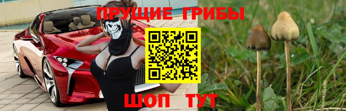 купить наркоту  Псилоцибиновые грибы Magic Shrooms  Вход с VPN  Югорск 